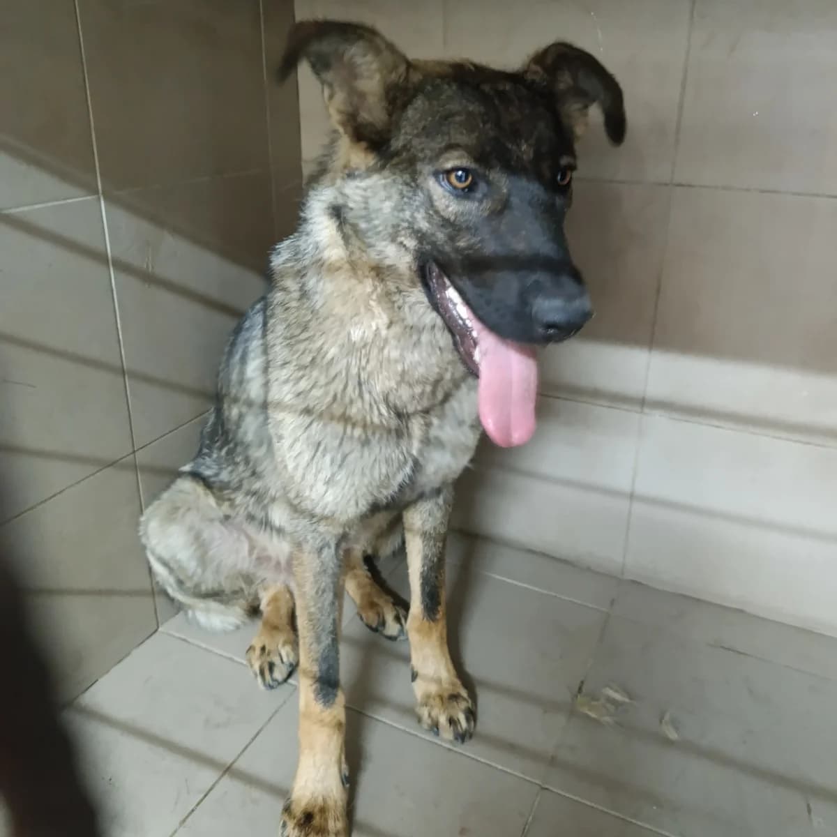 Tayfun-028 (Тайфун-028), male young mixed breed for adoption at LKP Lev Lviv, Lviv