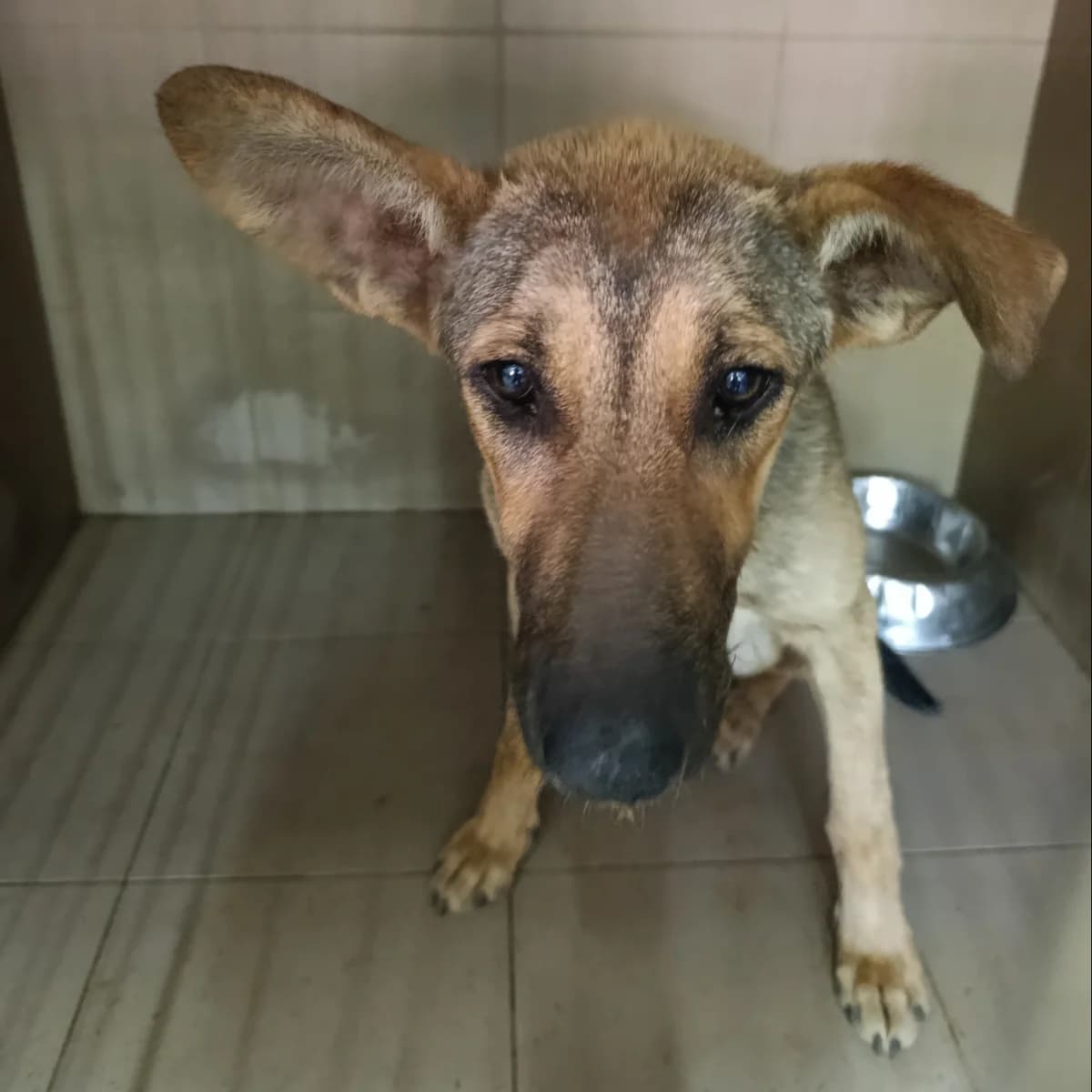 Nana-029 (Нана-029), female young mixed breed for adoption at LKP Lev Lviv, Lviv