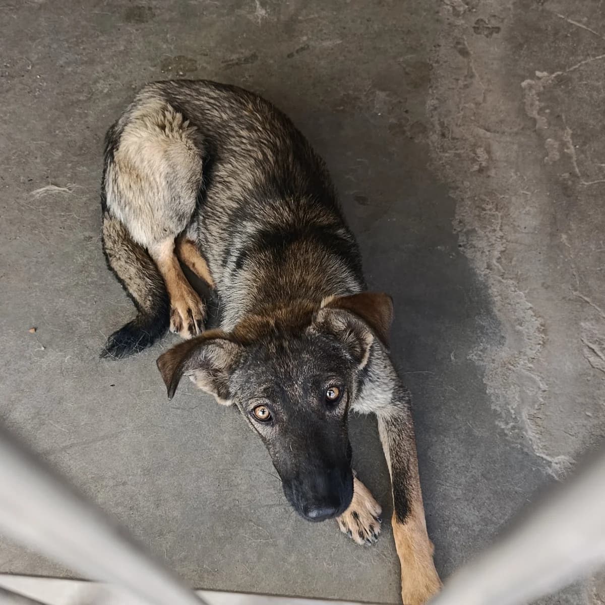 Nord-030 (Норд-030), male young mixed breed for adoption at LKP Lev Lviv, Lviv