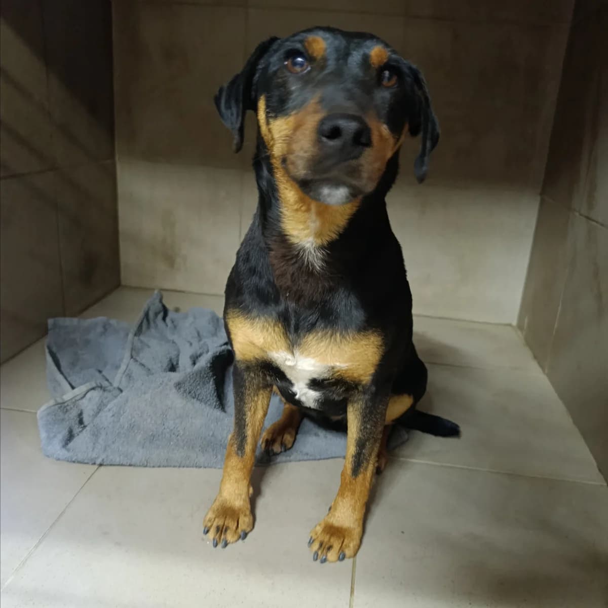 Laksa-027 (Лакса-027), female 5yo mixed breed for adoption at LKP Lev Lviv, Lviv