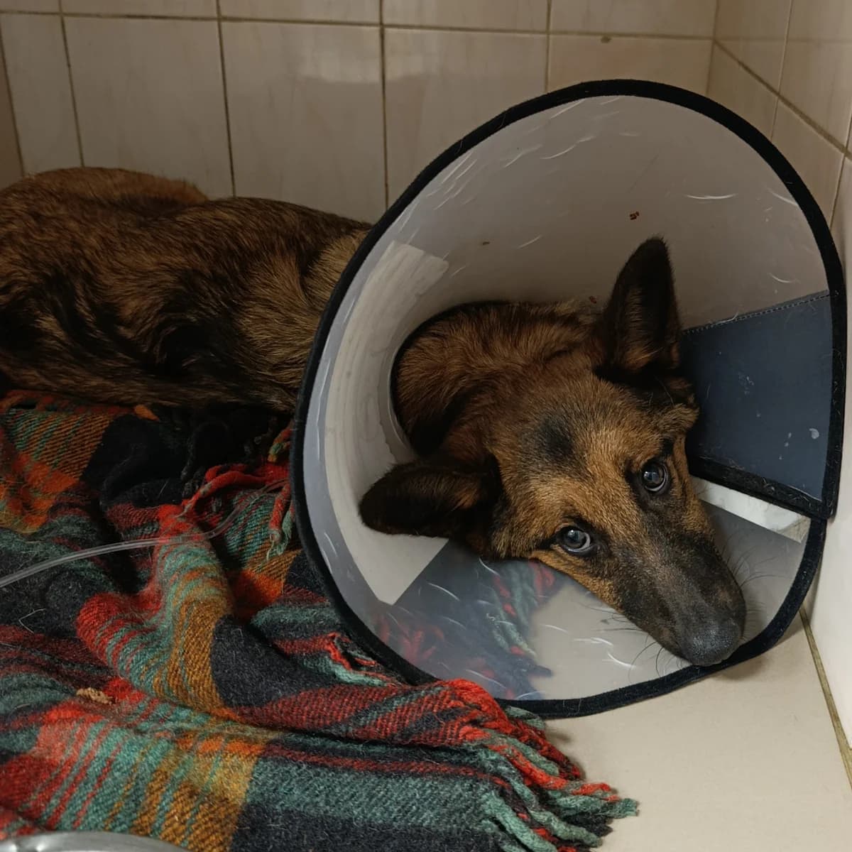 Bridzhet-028 (Бріджет-028), female young mixed breed for adoption at LKP Lev Lviv, Lviv