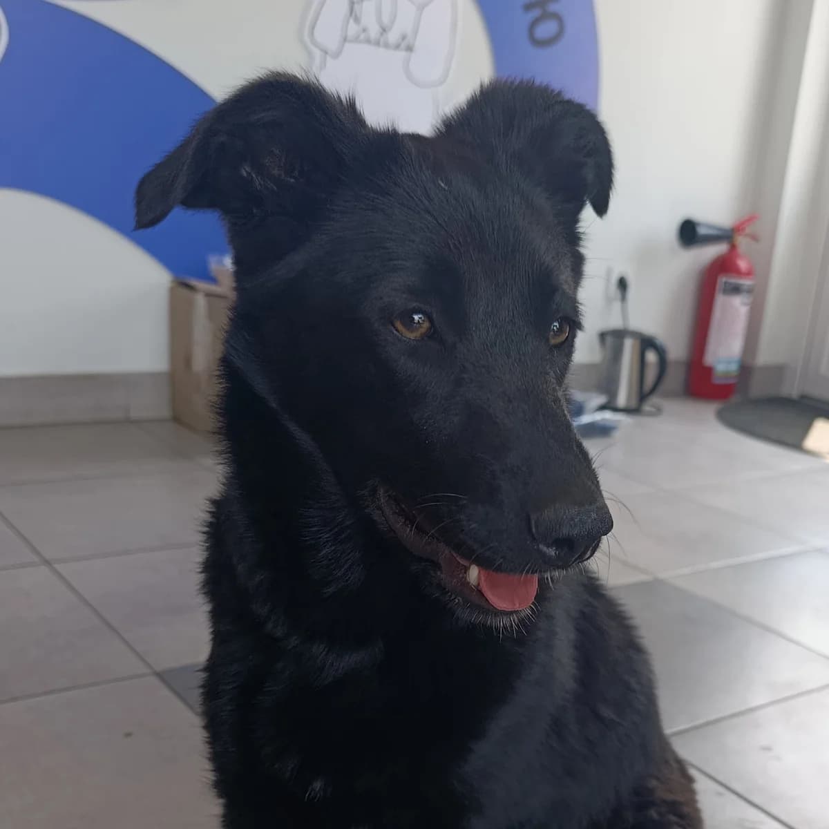 Astrid-001 (Астрід-001), female puppy mixed breed for adoption at LKP Lev Lviv, Lviv