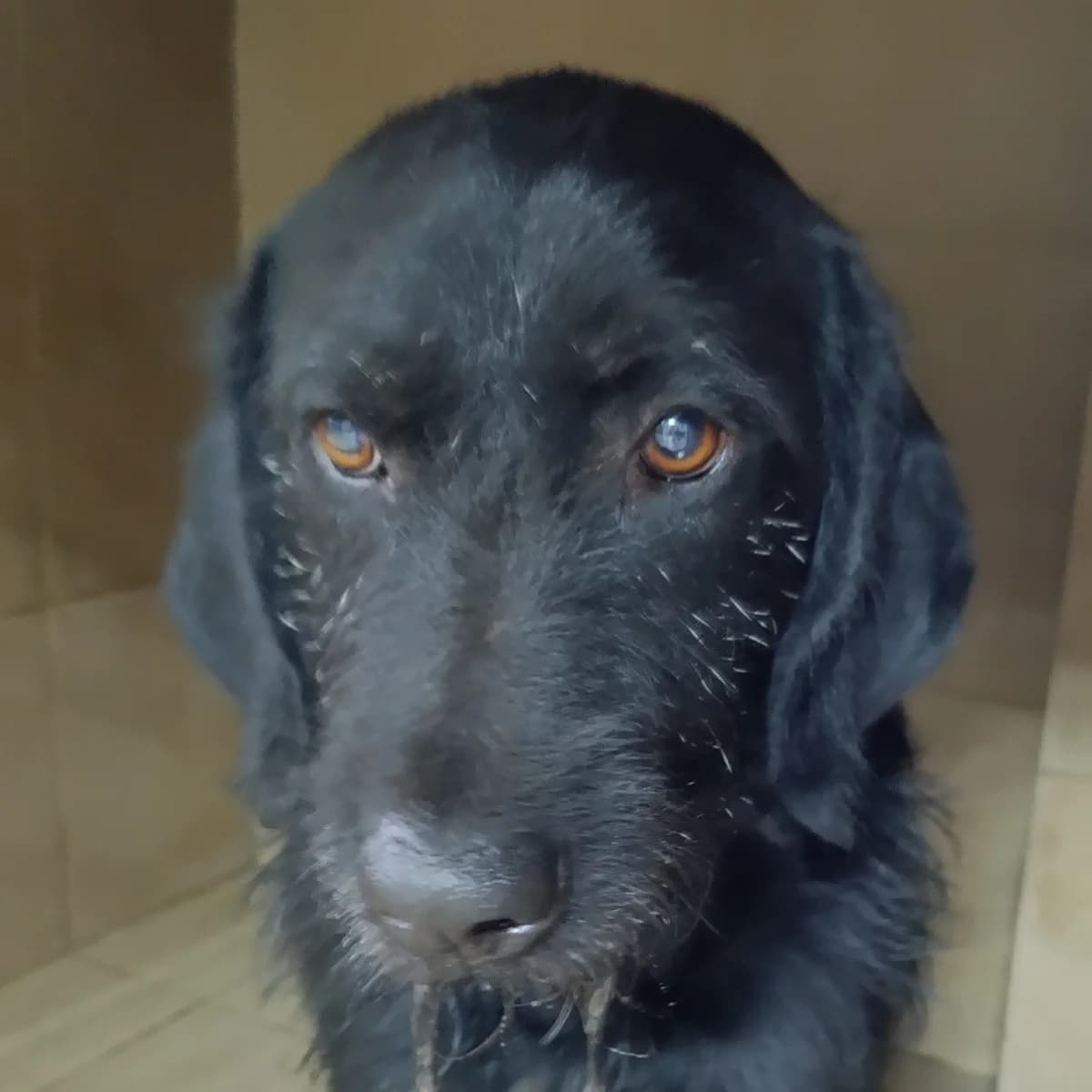 Elton-003 (Елтон-003), male 3yo mixed breed for adoption at LKP Lev Lviv, Lviv