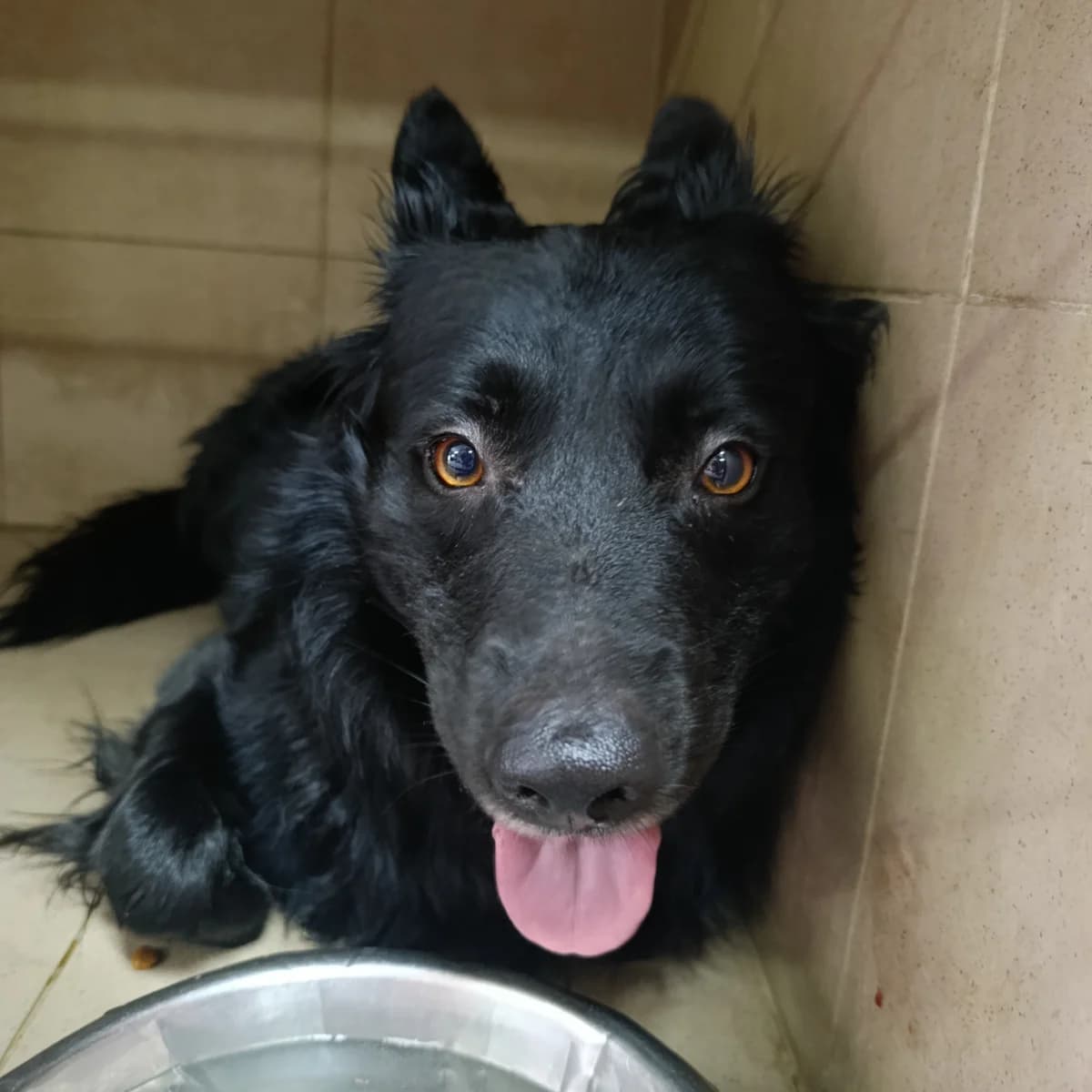 Elio-600 (Еліо-600), male 3yo mixed breed for adoption at LKP Lev Lviv, Lviv