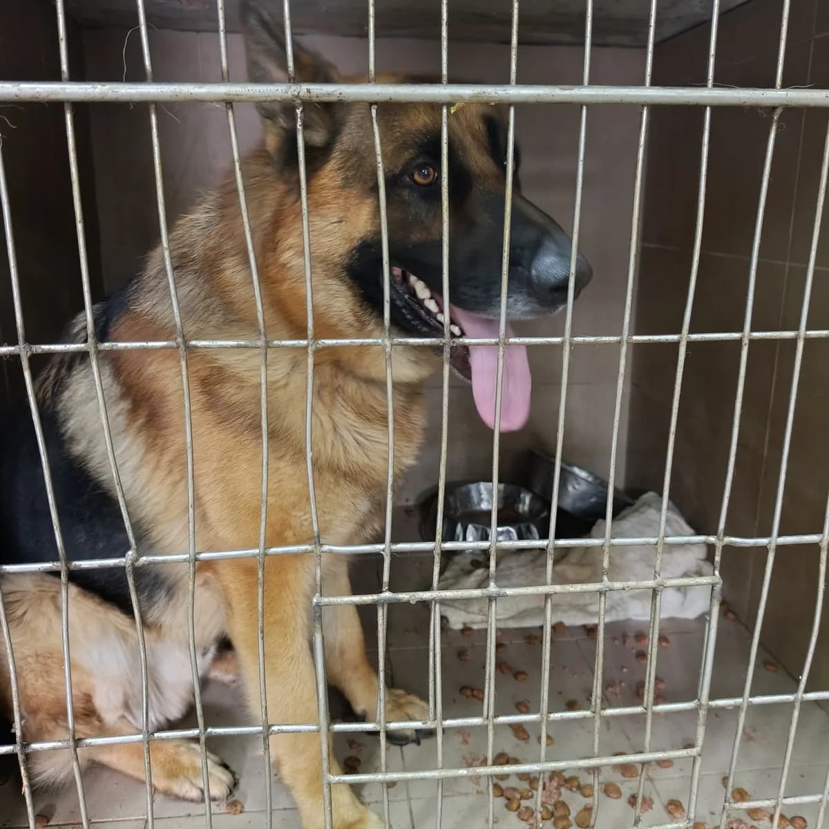 Rembo-101 (Рембо-101), male 3yo mixed breed for adoption at LKP Lev Lviv, Lviv