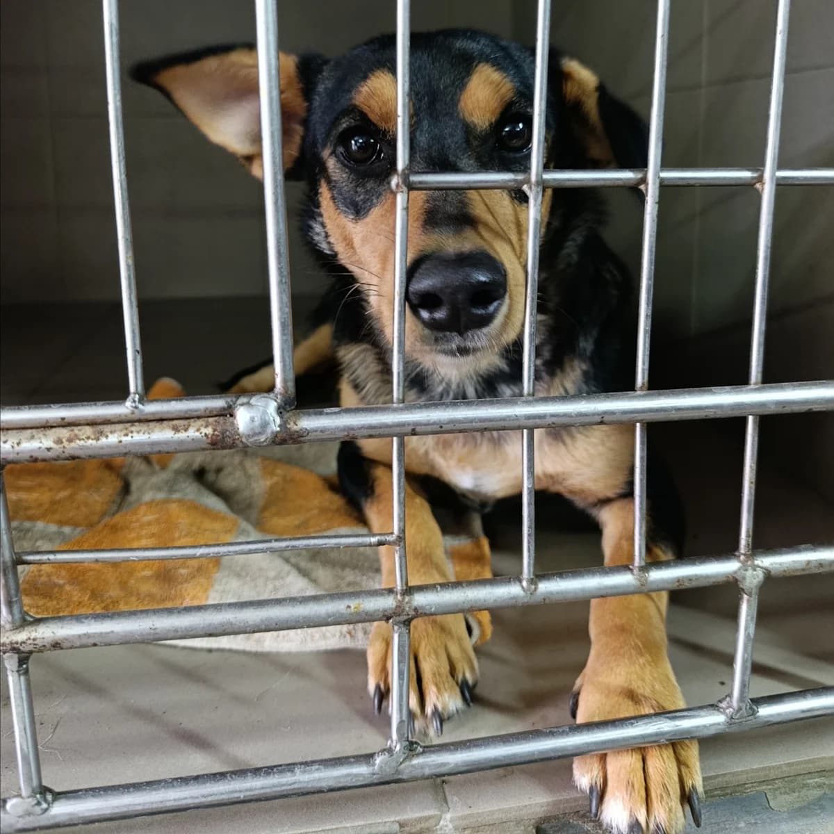 Emma-102 (Емма-102), female young mixed breed for adoption at LKP Lev Lviv, Lviv