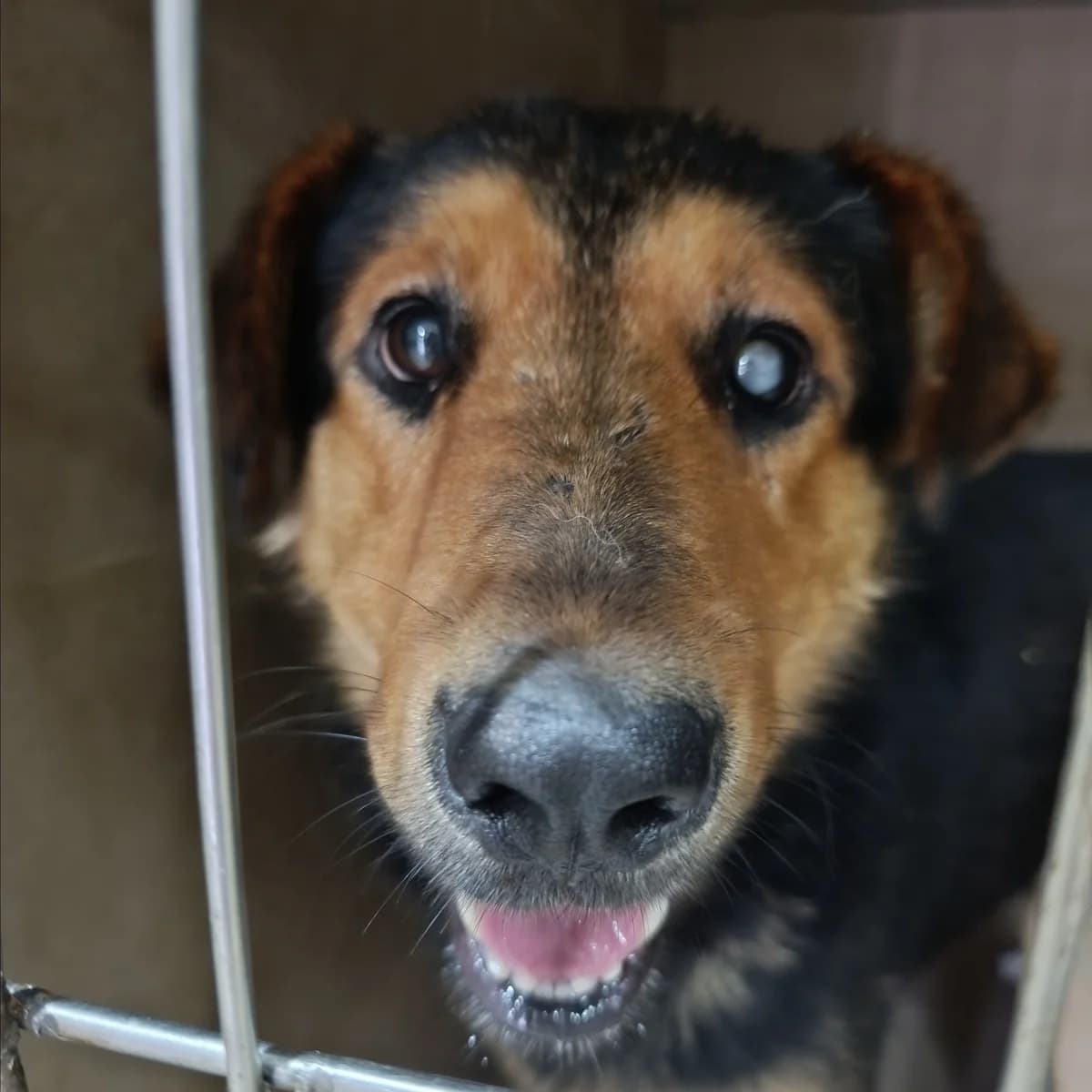 Buch-107 (Буч-107), male 4yo mixed breed for adoption at LKP Lev Lviv, Lviv