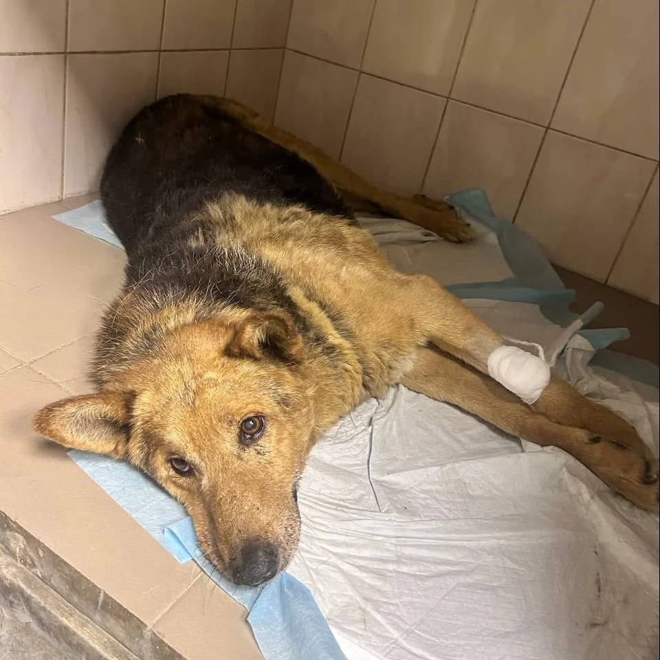 Kafkaf-111 (Кафкаф-111), male senior mixed breed for adoption at LKP Lev Lviv, Lviv