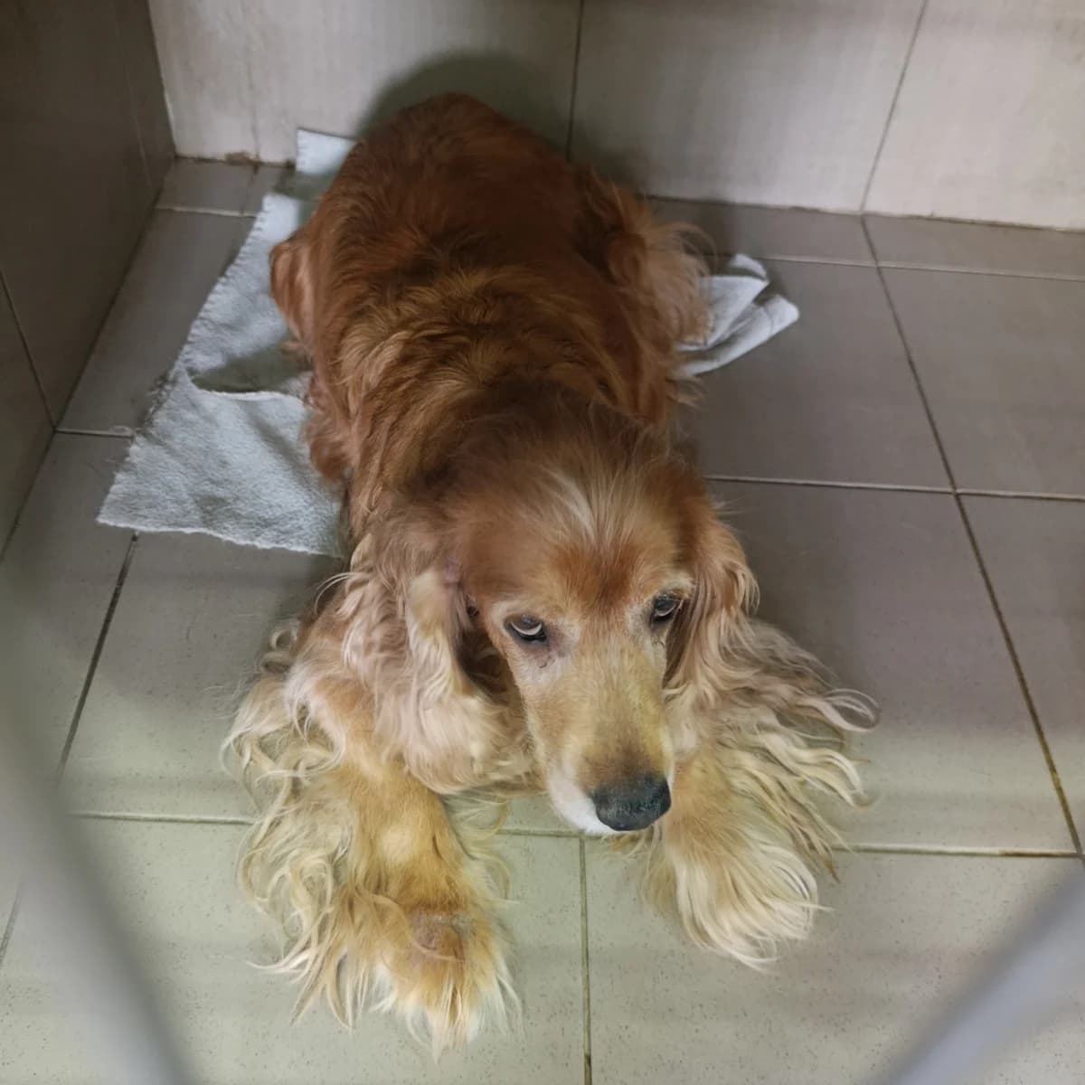 Elisenta-120 (Елісента-120), female 7yo mixed breed for adoption at LKP Lev Lviv, Lviv