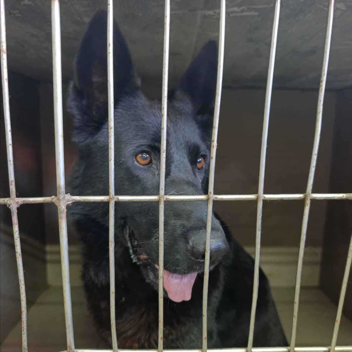 Reynira-140 (Рейніра-140), female 4yo mixed breed for adoption at LKP Lev Lviv, Lviv