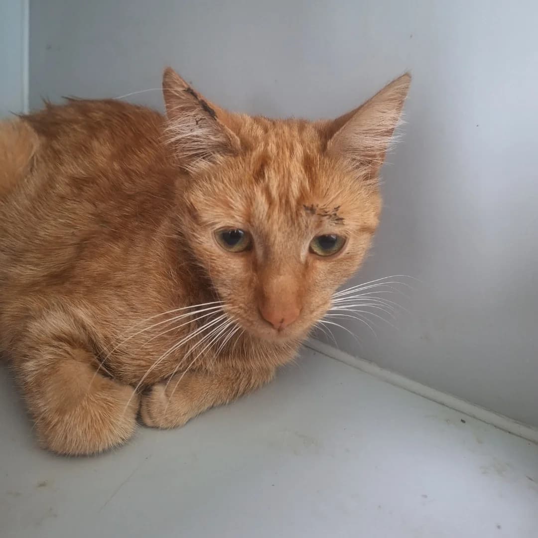 Kitsya-1006 (Киця-1006), male young mixed breed for adoption at LKP Lev Lviv, Lviv