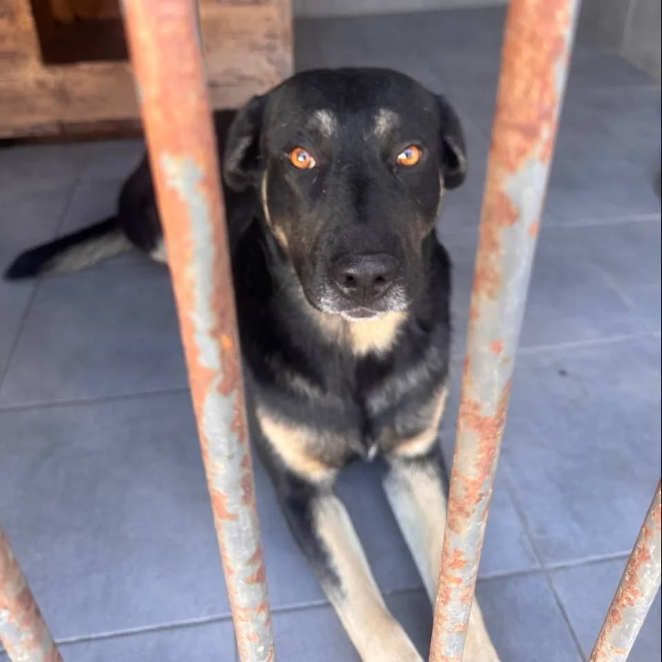Vill-007 (Вілль-007), male young mixed breed for adoption at LKP Lev Lviv, Lviv