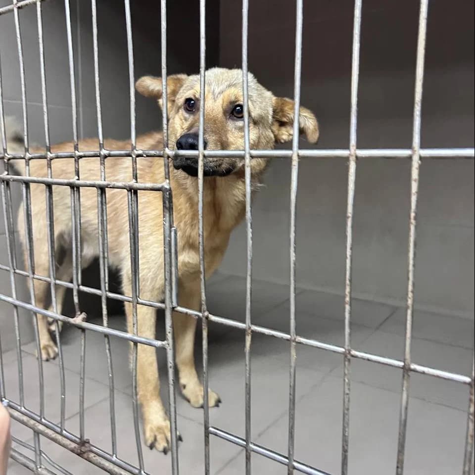 Leman-064 (Леман-064), male young mixed breed for adoption at LKP Lev Lviv, Lviv