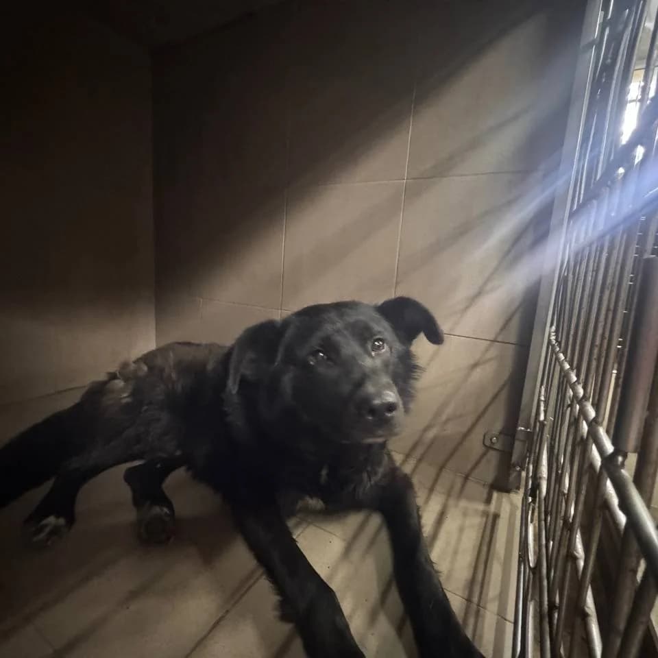 Kinder-120 (Кіндер-120), male 5yo mixed breed for adoption at LKP Lev Lviv, Lviv