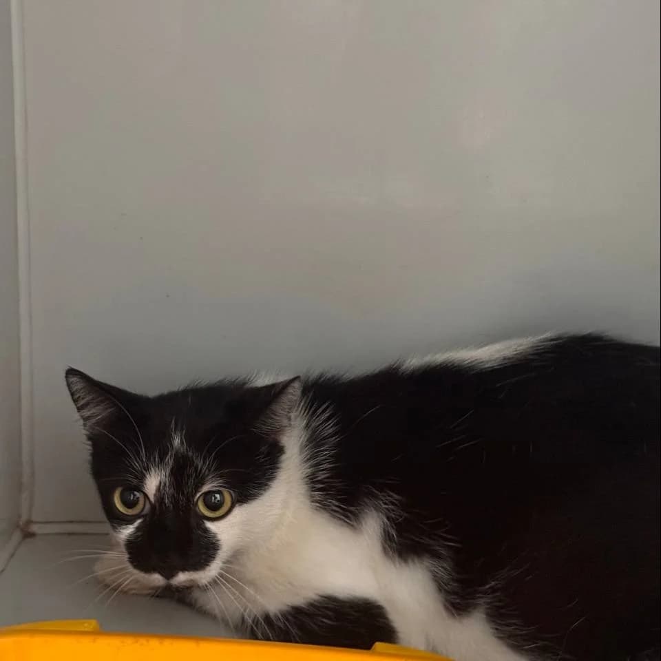 Veynisha-1028 (Вейніша-1028), female 5yo mixed breed for adoption at LKP Lev Lviv, Lviv