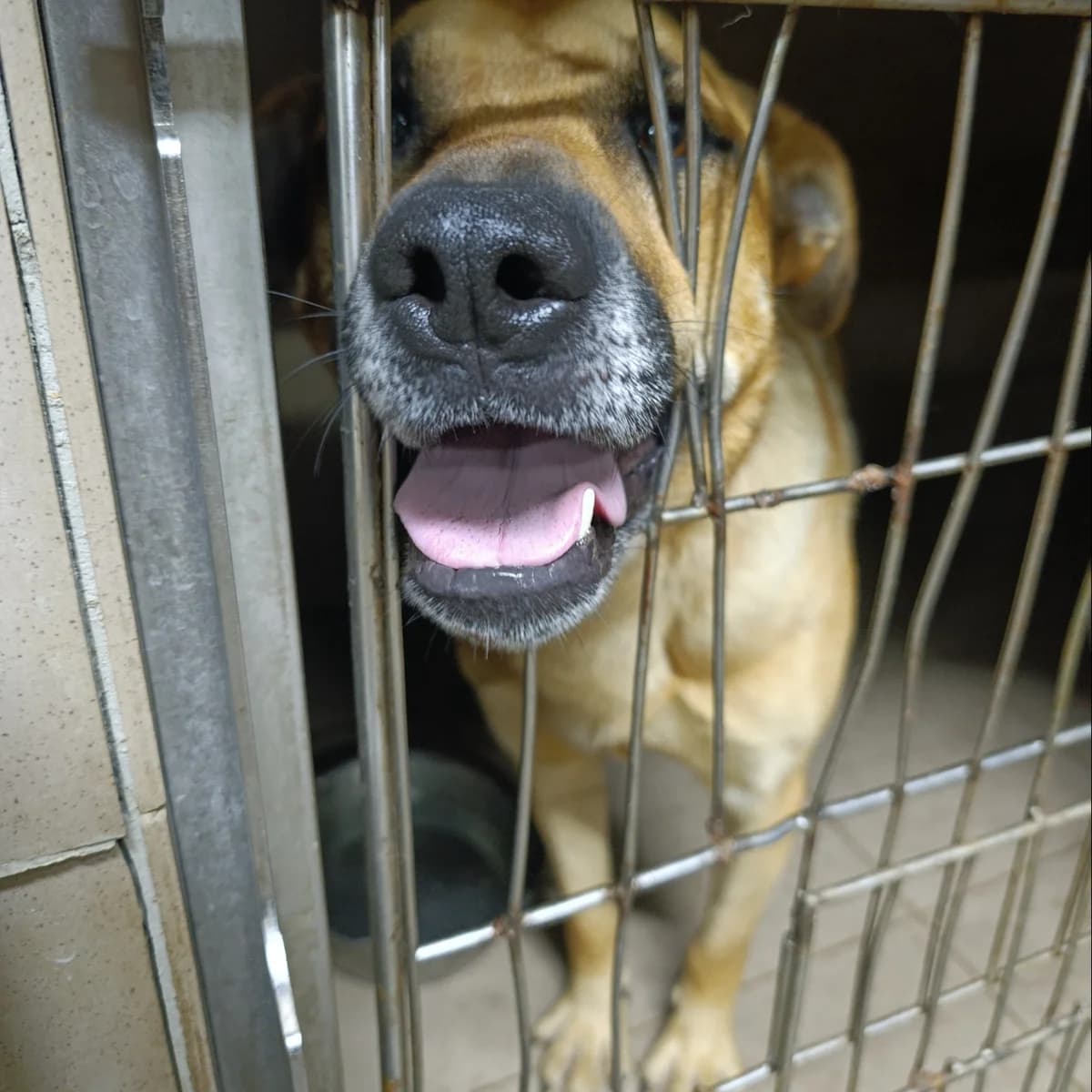 Kh'yugo-800 (Х'юго-800), male 3yo mixed breed for adoption at LKP Lev Lviv, Lviv