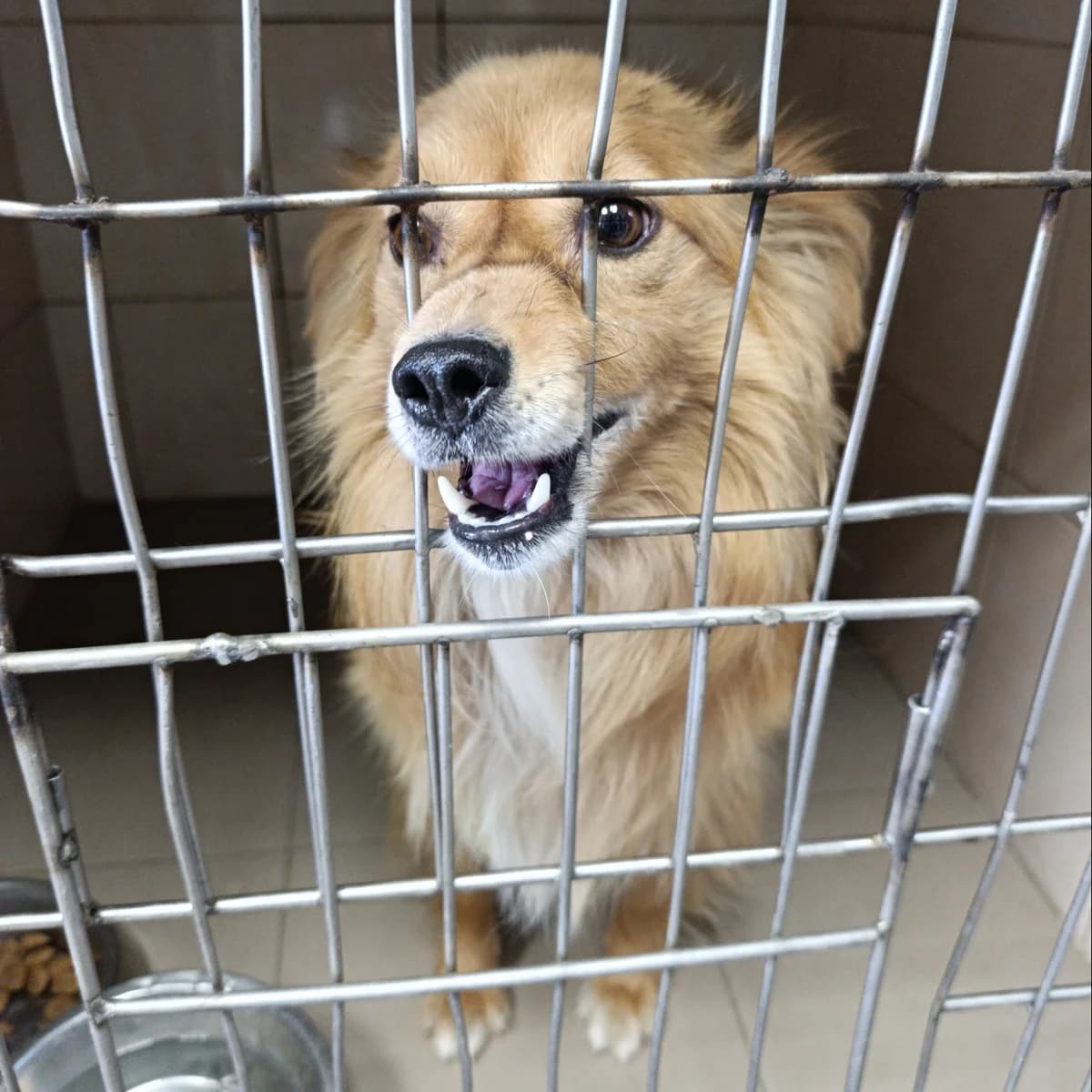 Visper-900 (Віспер-900), male 4yo mixed breed for adoption at LKP Lev Lviv, Lviv