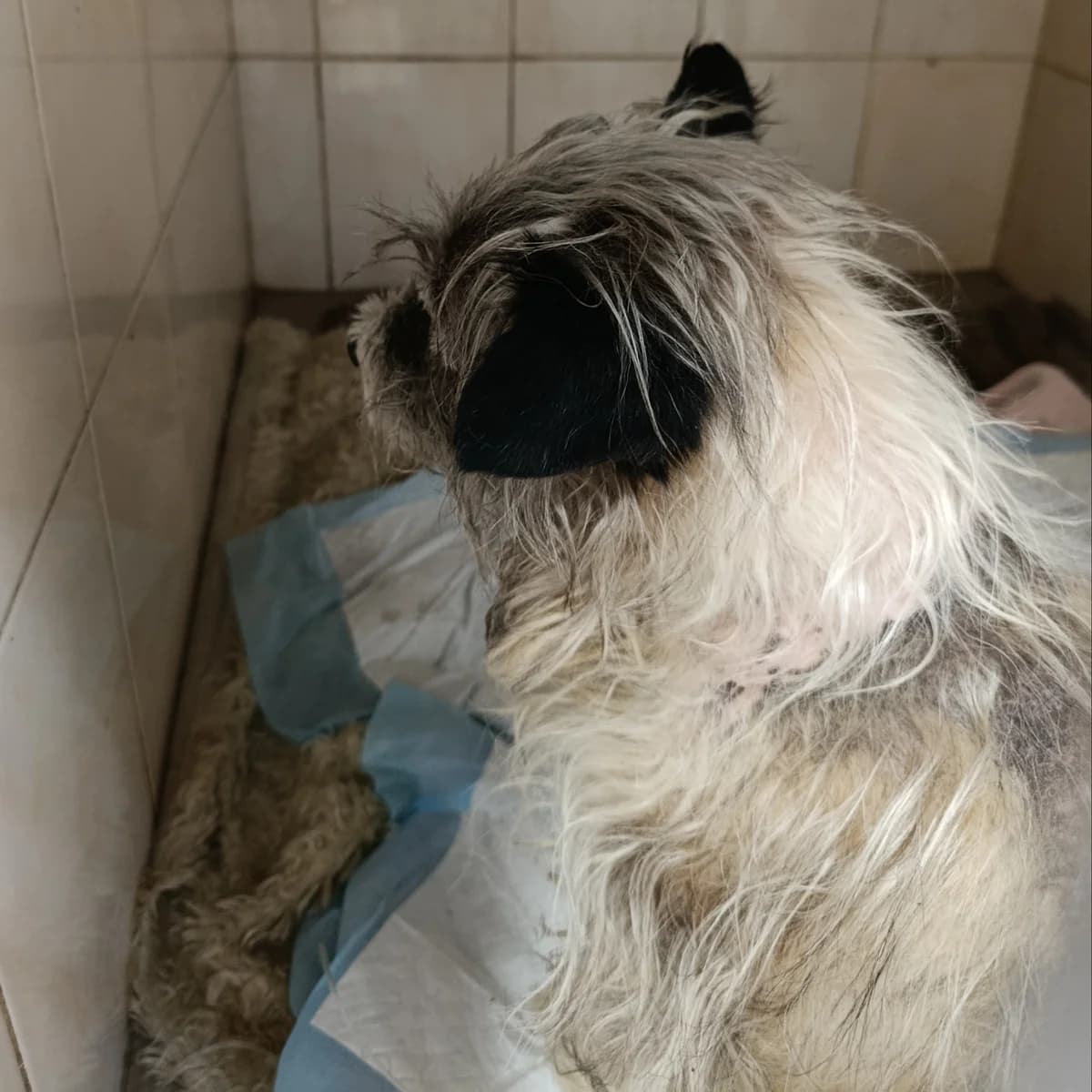 Mark-089 (Марк-089), male senior mixed breed for adoption at LKP Lev Lviv, Lviv
