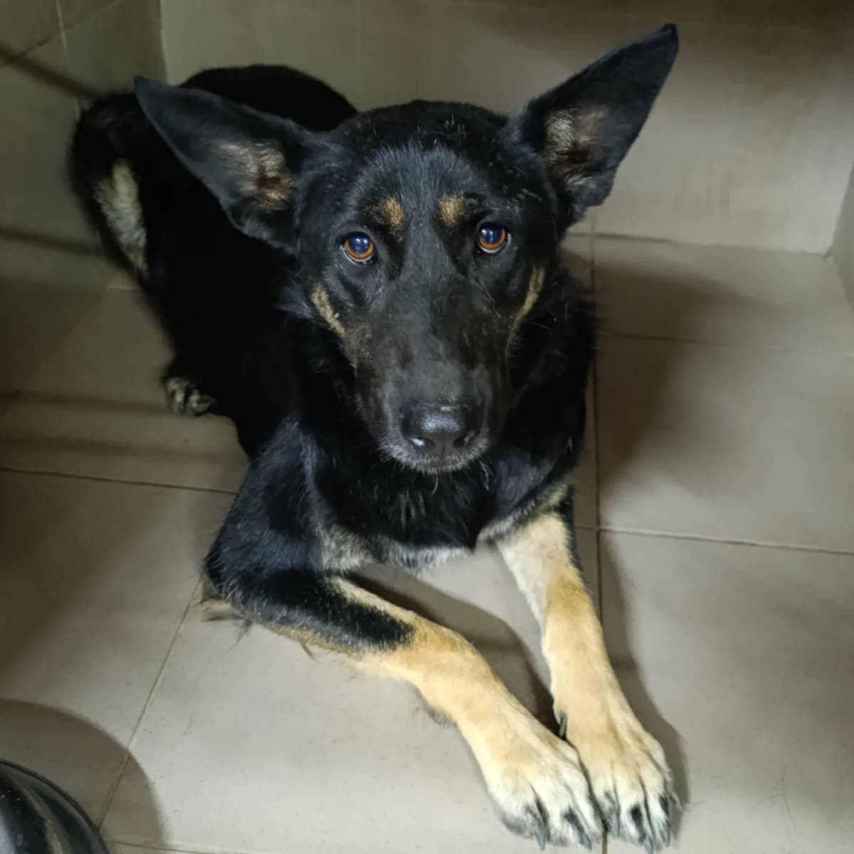 Elya-277 (Еля-277), female 6yo mixed breed for adoption at LKP Lev Lviv, Lviv