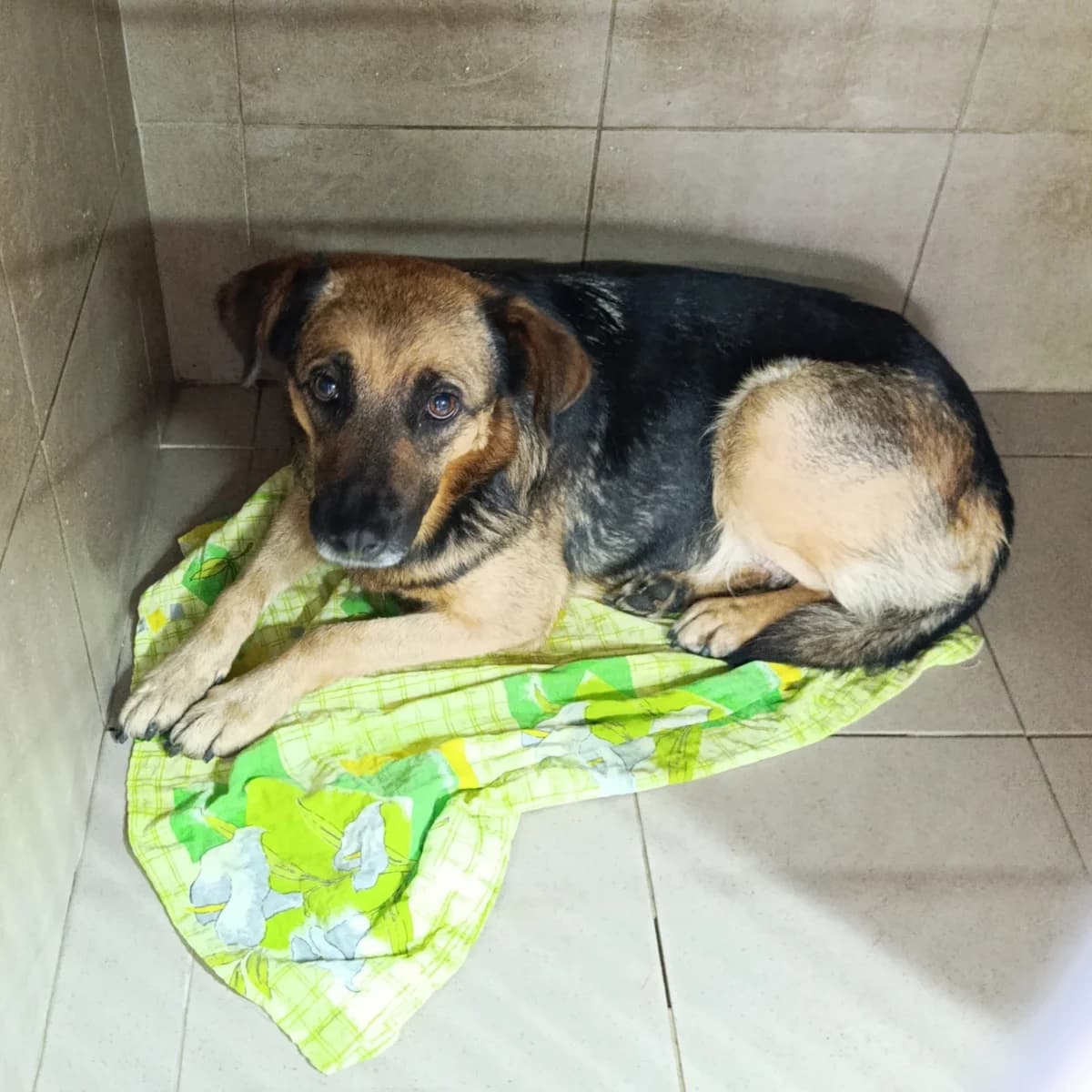 Nayda-403 (Найда-403), female young mixed breed for adoption at LKP Lev Lviv, Lviv