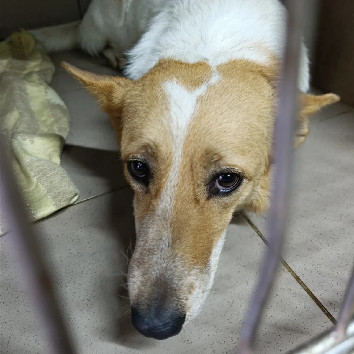 Bilka-407 (Білка-407), female 5yo mixed breed for adoption at LKP Lev Lviv, Lviv