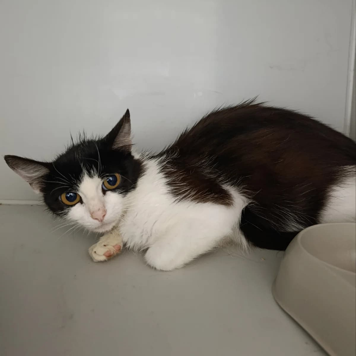 Chornishka-1033 (Чорнишка-1033), female 3yo mixed breed for adoption at LKP Lev Lviv, Lviv