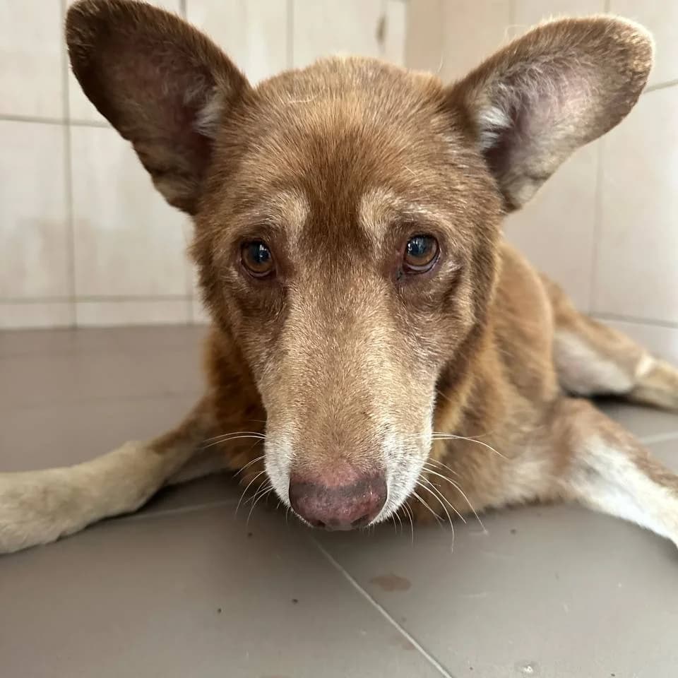 Rufus-070 (Руфус-070), male senior mixed breed for adoption at LKP Lev Lviv, Lviv