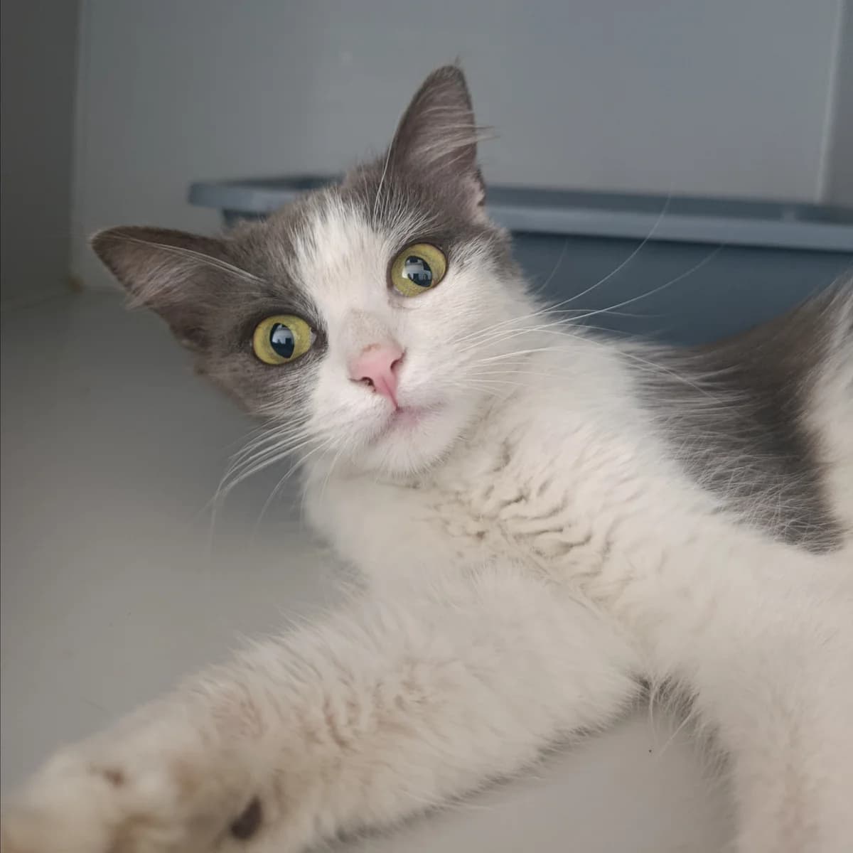 Raketa-1063 (Ракета-1063), female mixed breed for adoption at LKP Lev Lviv, Lviv