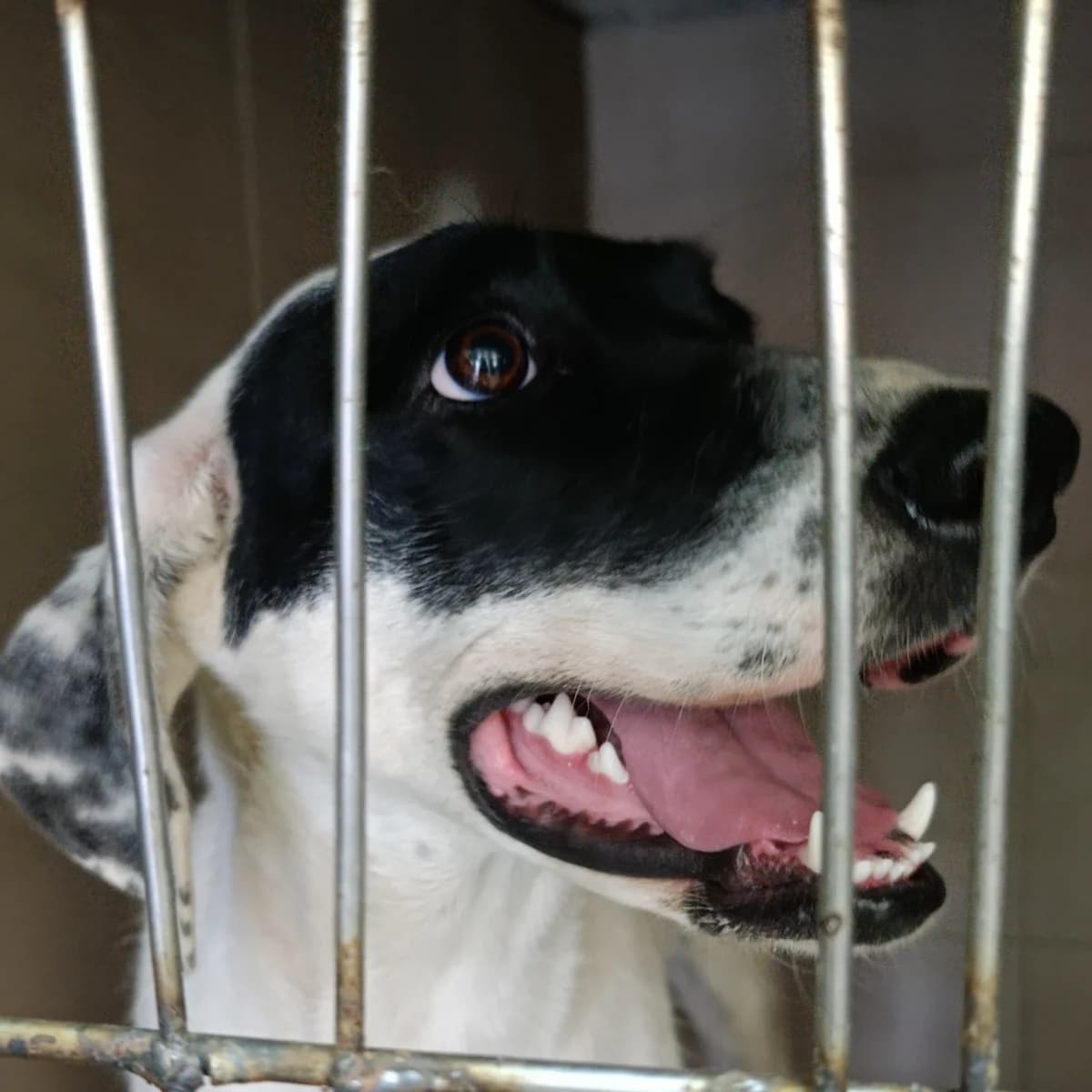 Kruella-102 (Круелла-102), female mixed breed for adoption at LKP Lev Lviv, Lviv