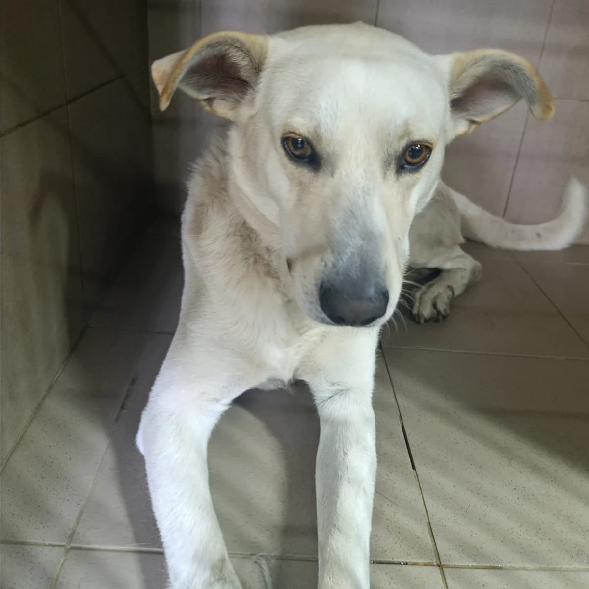 Brendon-408 (Брендон-408), male young mixed breed for adoption at LKP Lev Lviv, Lviv