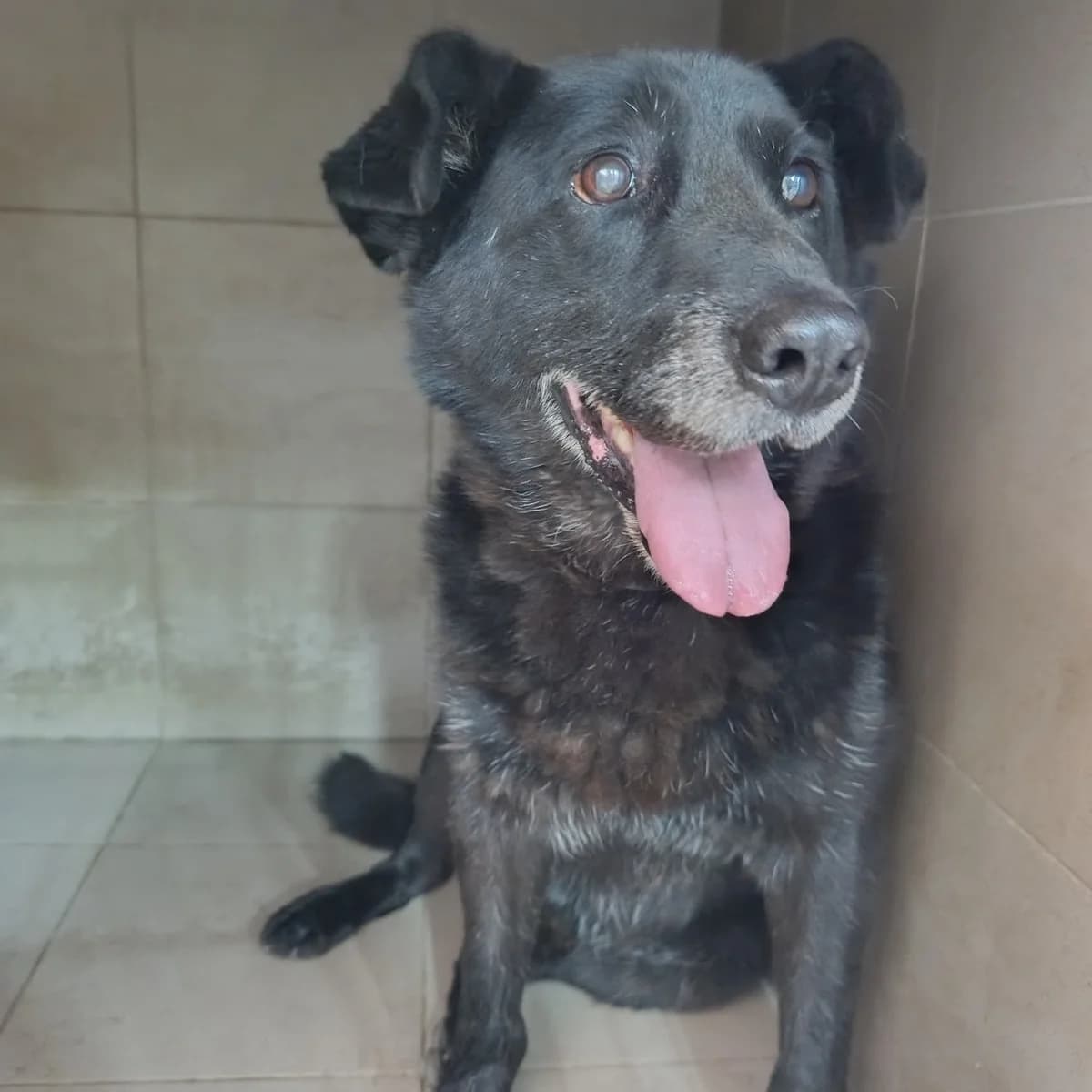 Deni-412 (Дені-412), male 3yo mixed breed for adoption at LKP Lev Lviv, Lviv