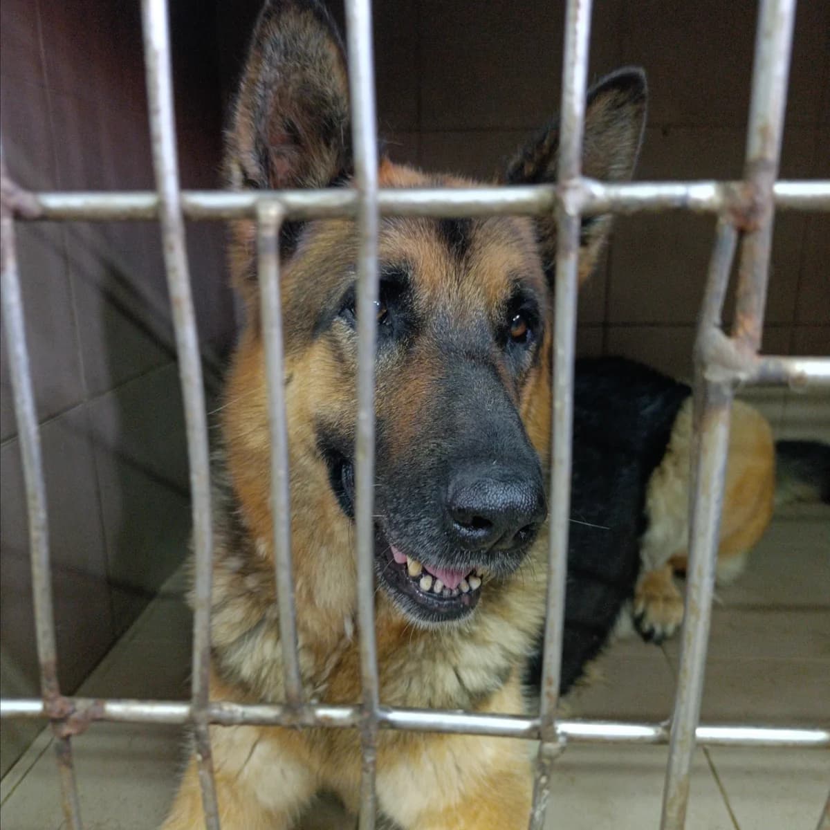Enni-202 (Енні-202), female 6yo mixed breed for adoption at LKP Lev Lviv, Lviv