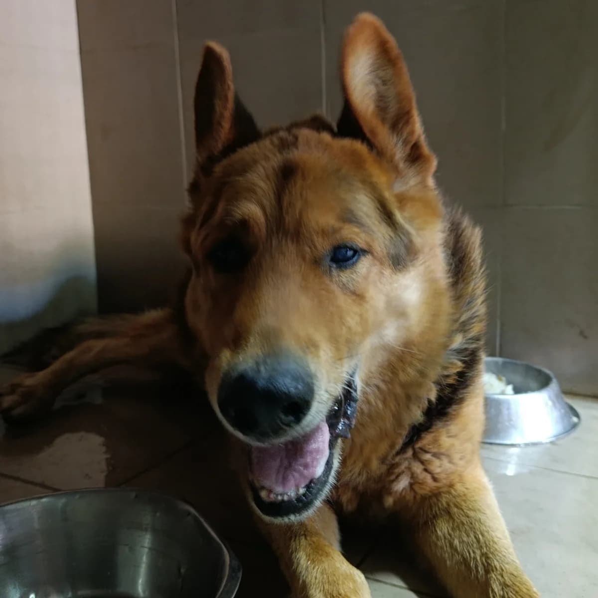 Funduk-122 (Фундук-122), male senior mixed breed for adoption at LKP Lev Lviv, Lviv