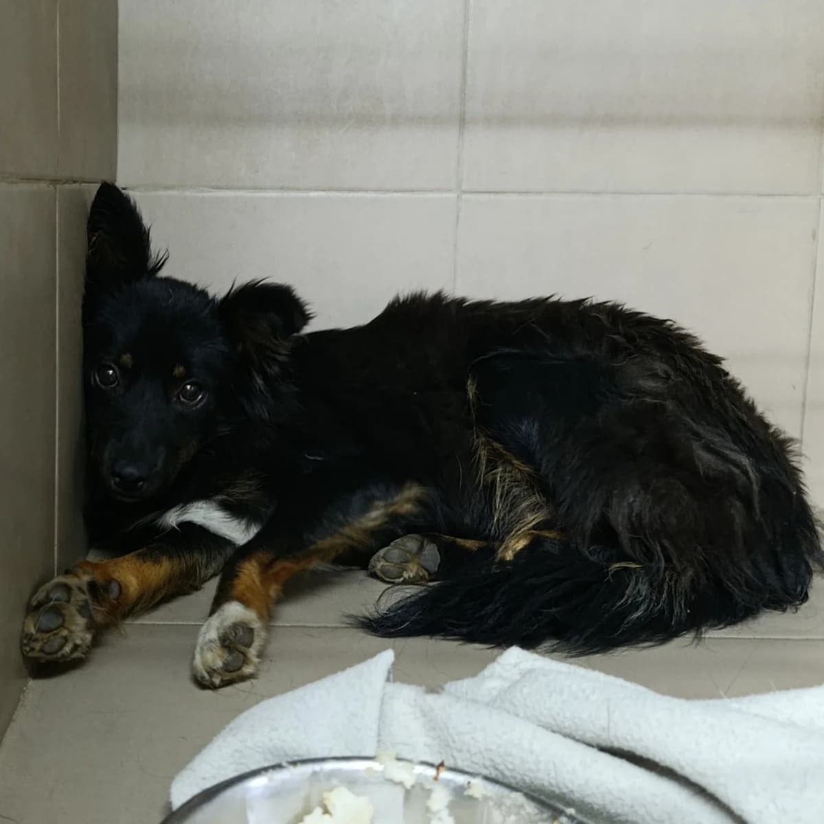 Khelsi-221 (Хелсі-221), female 5yo mixed breed for adoption at LKP Lev Lviv, Lviv