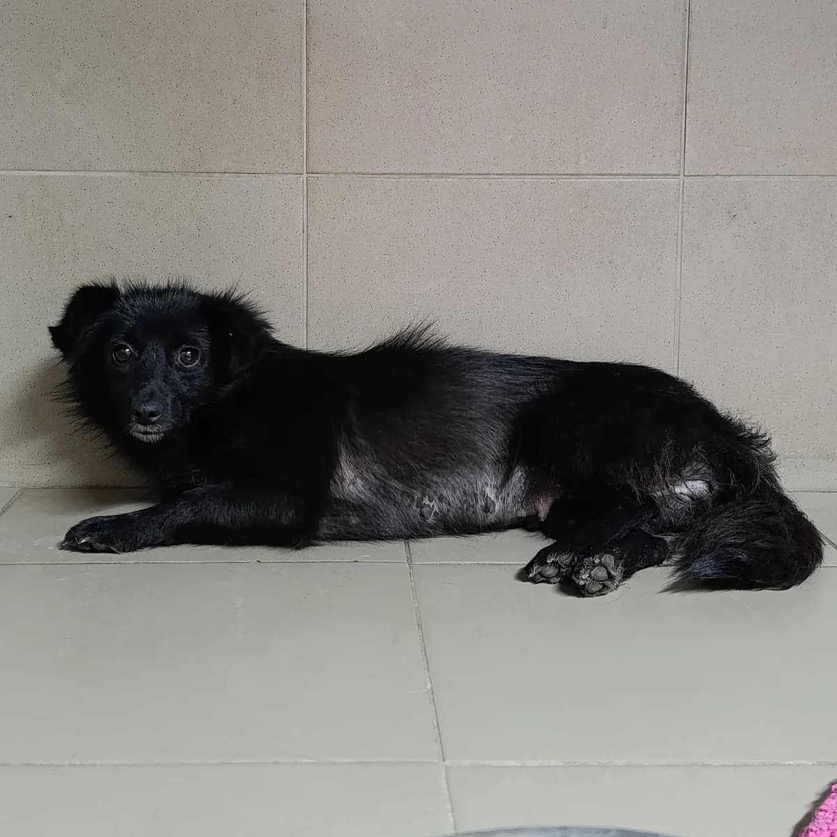 Kurama-404 (Курама-404), female 3yo mixed breed for adoption at LKP Lev Lviv, Lviv