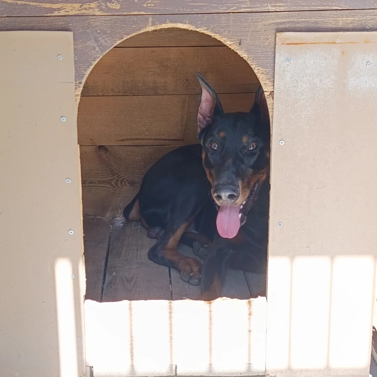 Dobbi-123 (Доббі-123), male young mixed breed for adoption at LKP Lev Lviv, Lviv