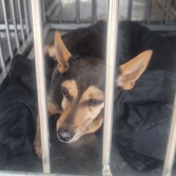 Rumba-138 (Румба-138), female senior mixed breed for adoption at LKP Lev Lviv, Lviv