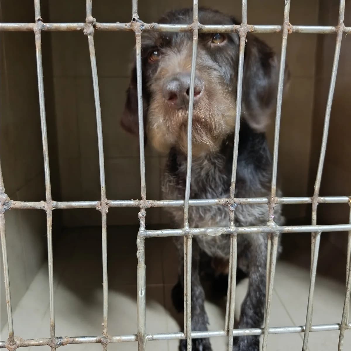 Boroda-156 (Борода-156), male young mixed breed for adoption at LKP Lev Lviv, Lviv