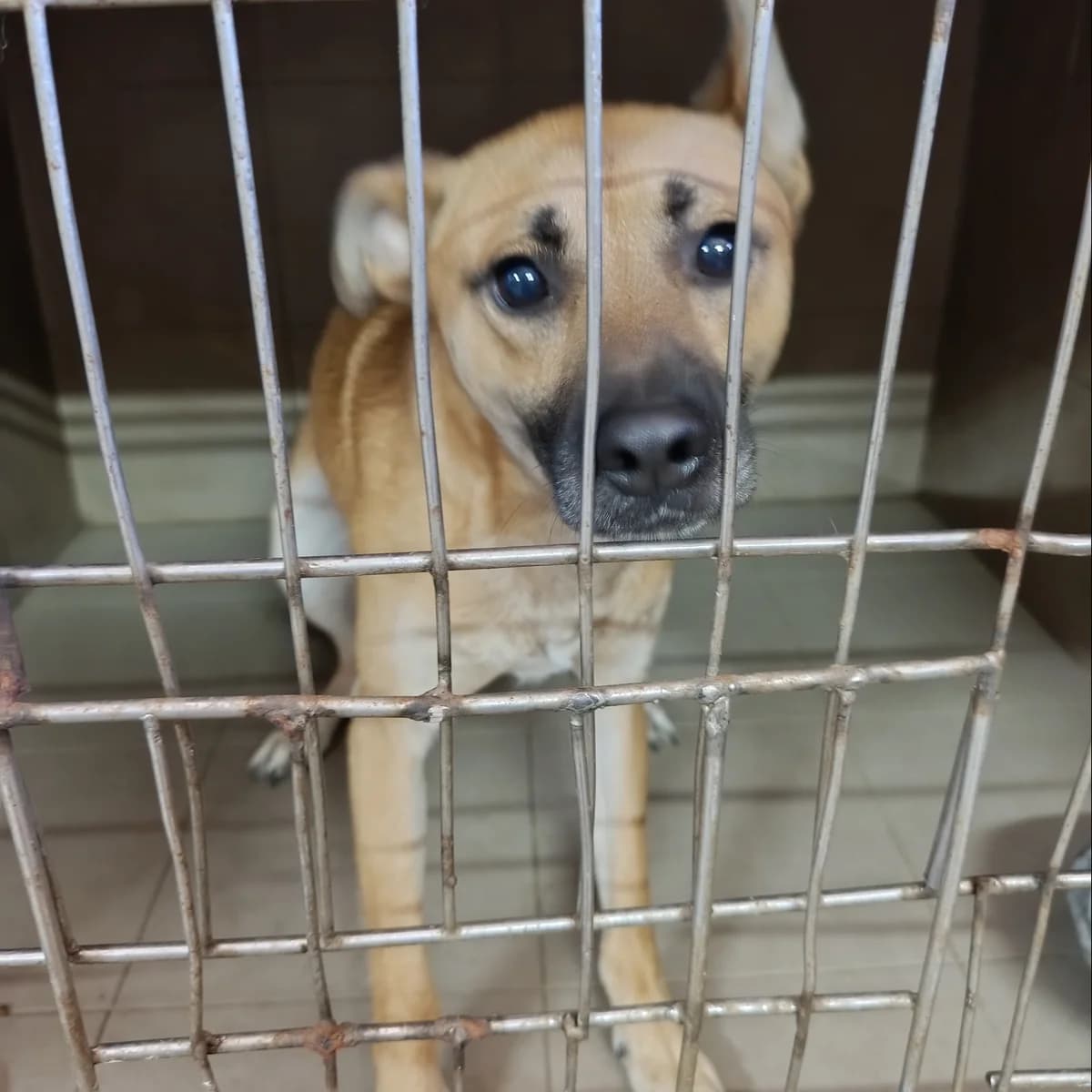 Lis-606 (Лис-606), male young mixed breed for adoption at LKP Lev Lviv, Lviv