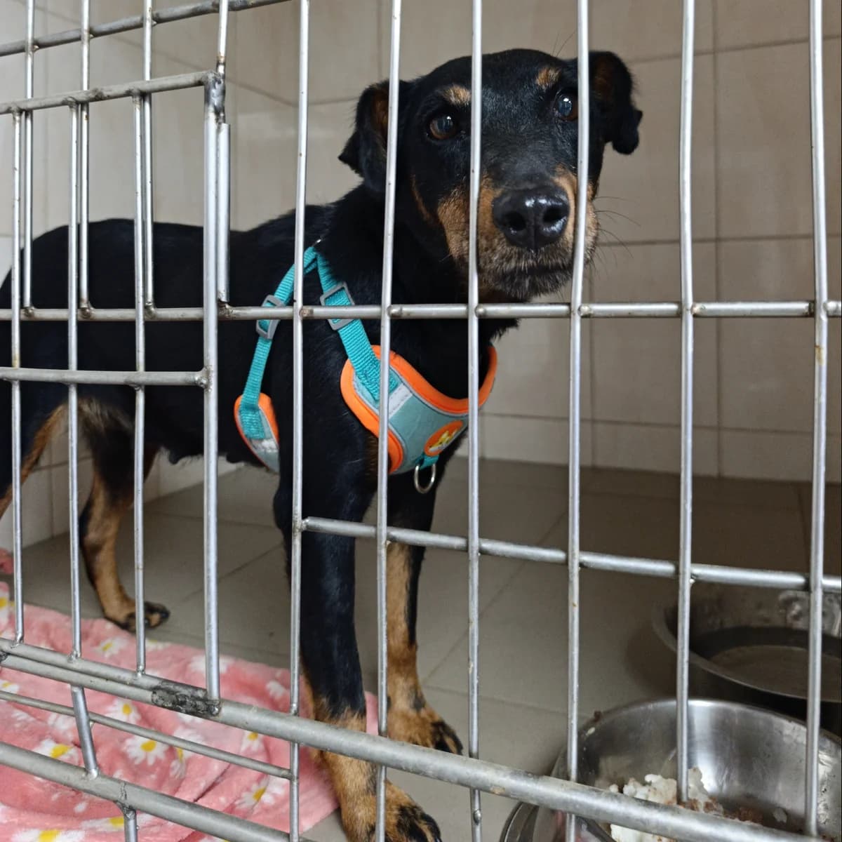 Emberli-052 (Емберлі-052), female 4yo mixed breed for adoption at LKP Lev Lviv, Lviv