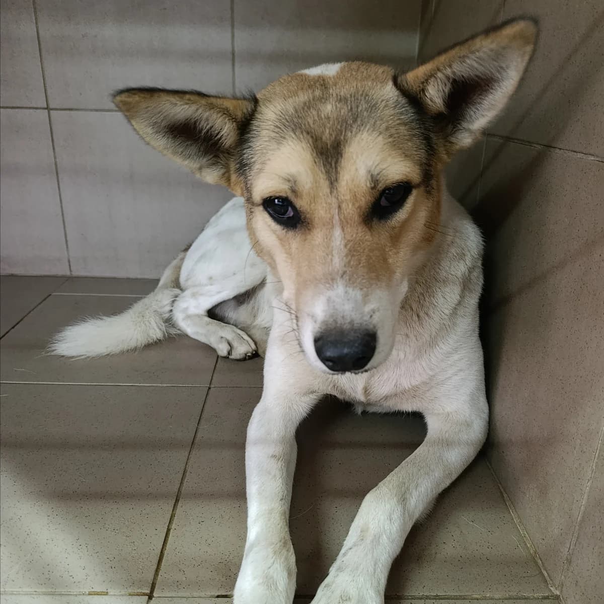 Erik -015 (Ерік -015), male 4yo mixed breed for adoption at LKP Lev Lviv, Lviv