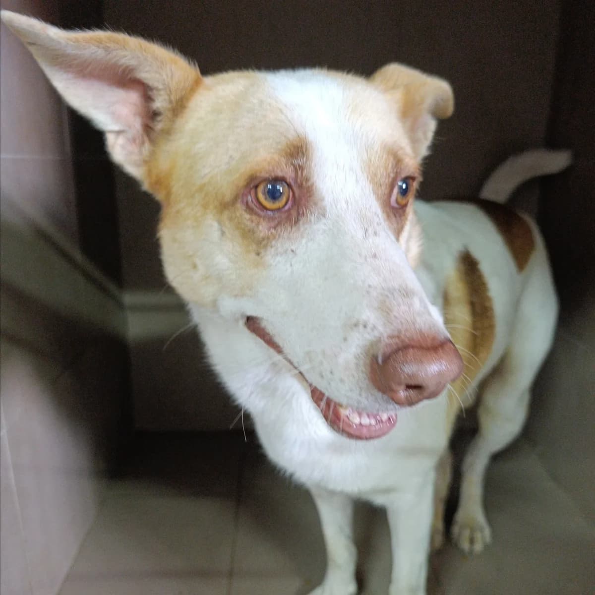 Dzhin-016 (Джин-016), male 4yo mixed breed for adoption at LKP Lev Lviv, Lviv
