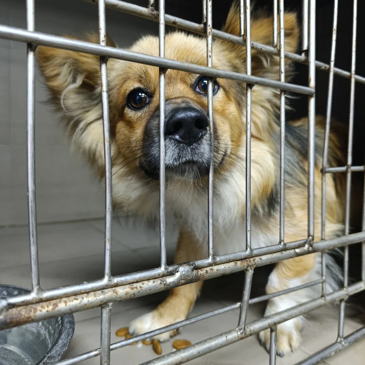 Korzhik-234 (Коржик-234), male young mixed breed for adoption at LKP Lev Lviv, Lviv
