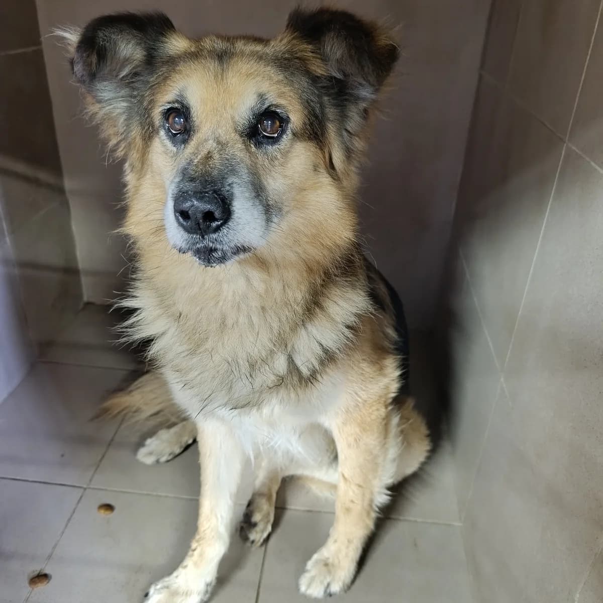 Nacho-821 (Начо-821), male senior mixed breed for adoption at LKP Lev Lviv, Lviv