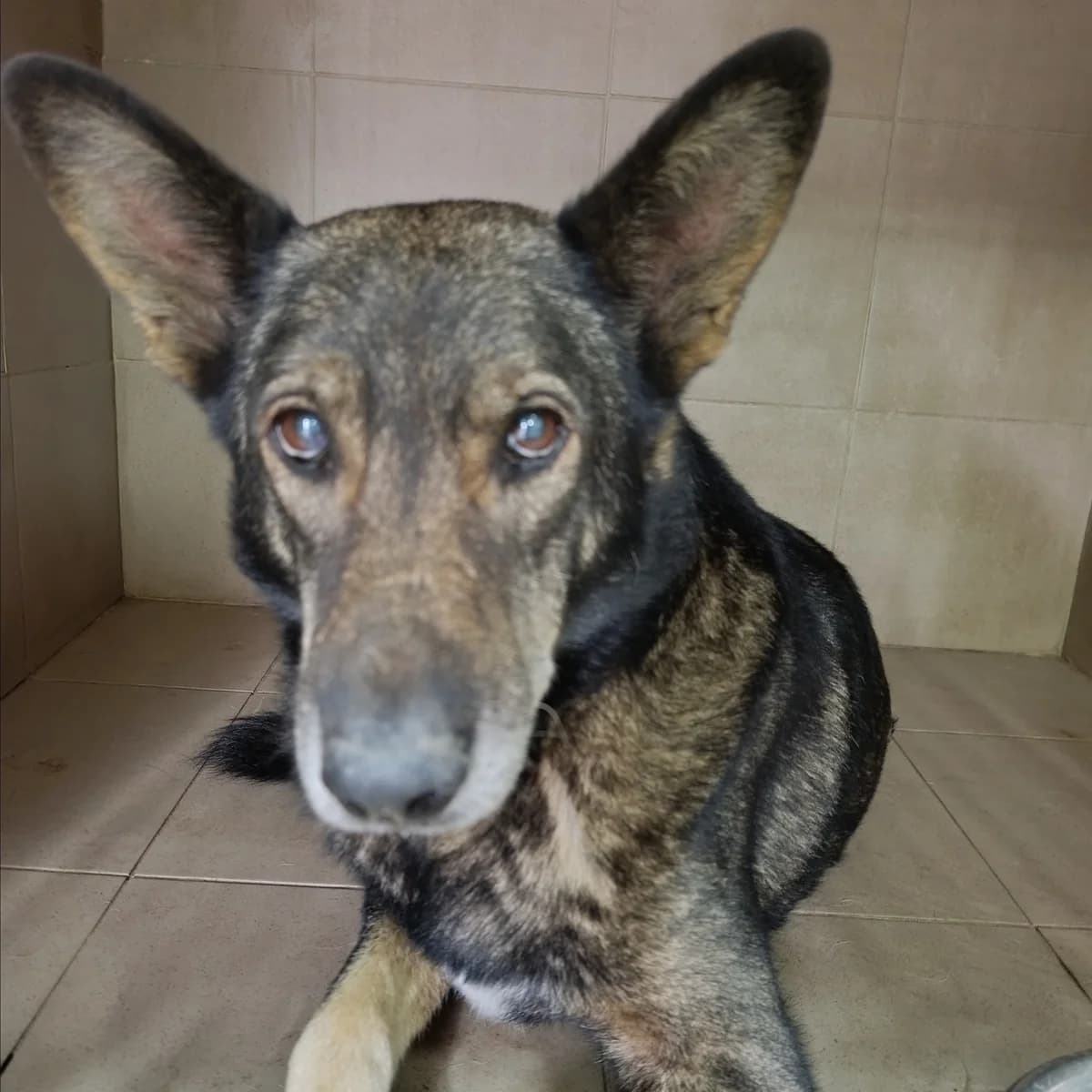 Ares-102 (Арес-102), male 6yo mixed breed for adoption at LKP Lev Lviv, Lviv