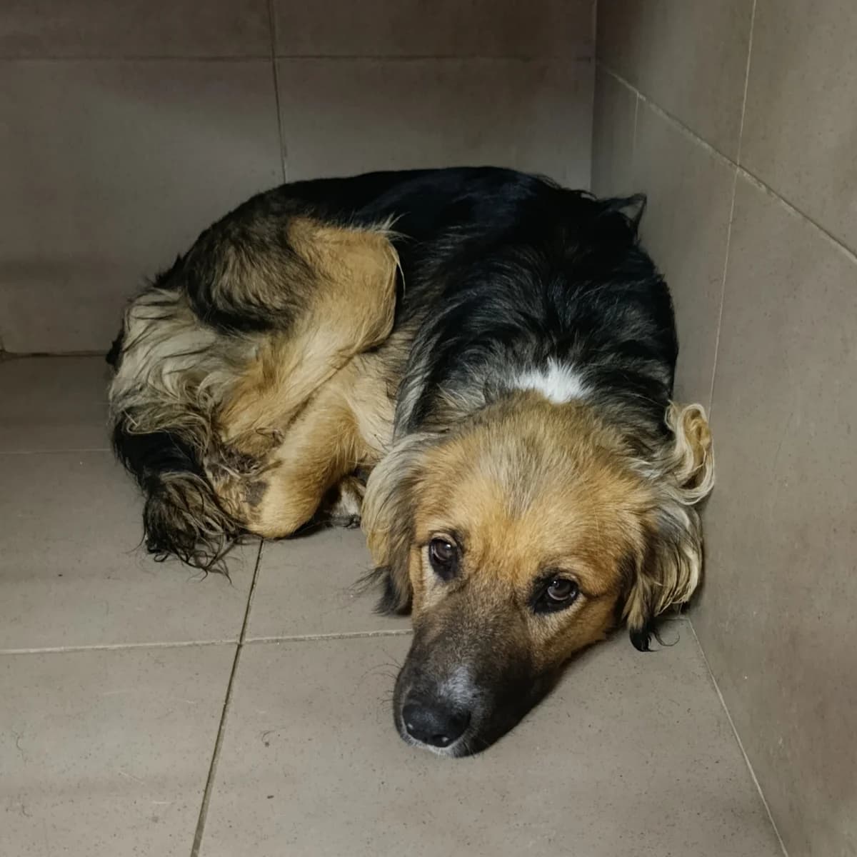 Zhorik-243 (Жорік-243), male 3yo mixed breed for adoption at LKP Lev Lviv, Lviv