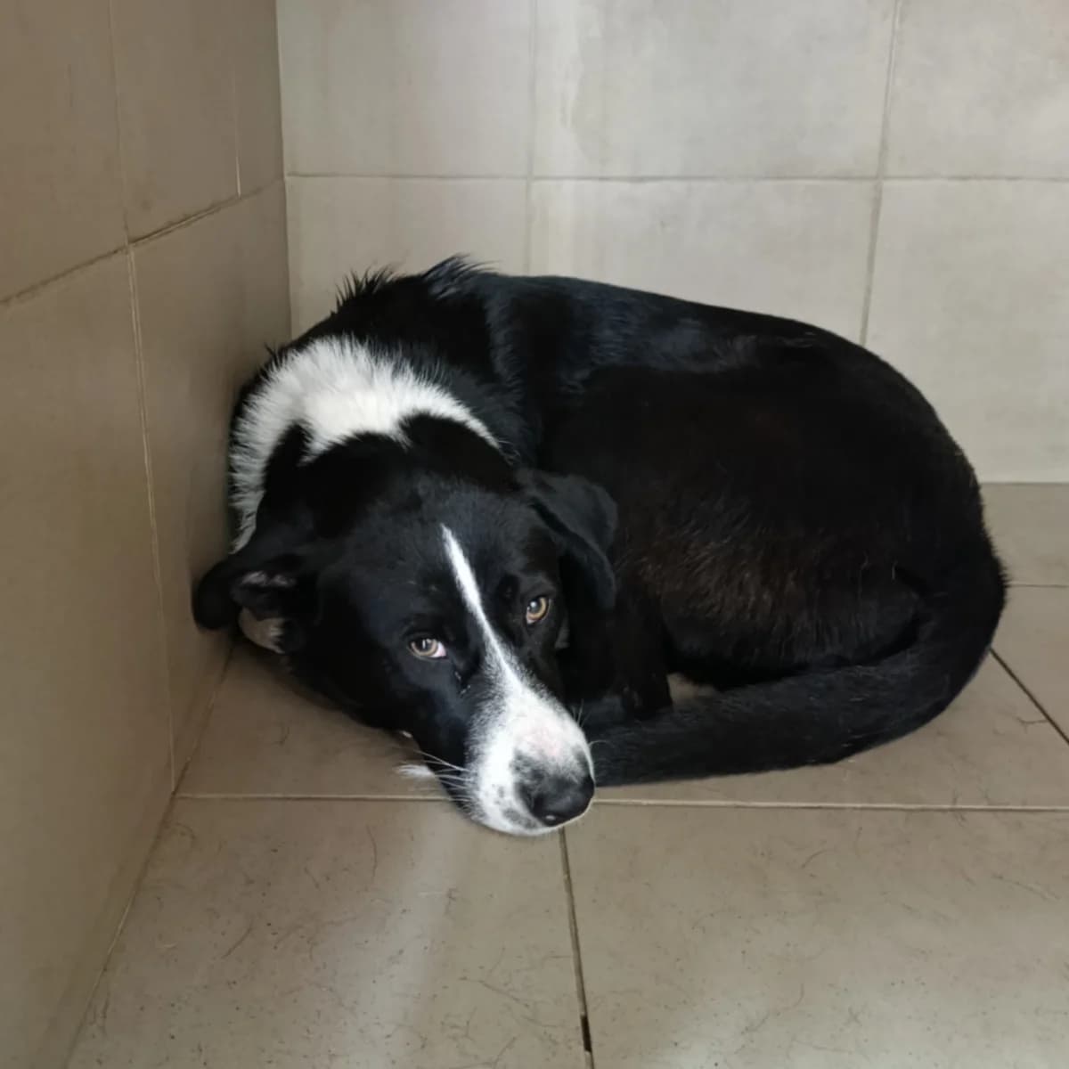 Lassa-077 (Ласса-077), female 6yo mixed breed for adoption at LKP Lev Lviv, Lviv