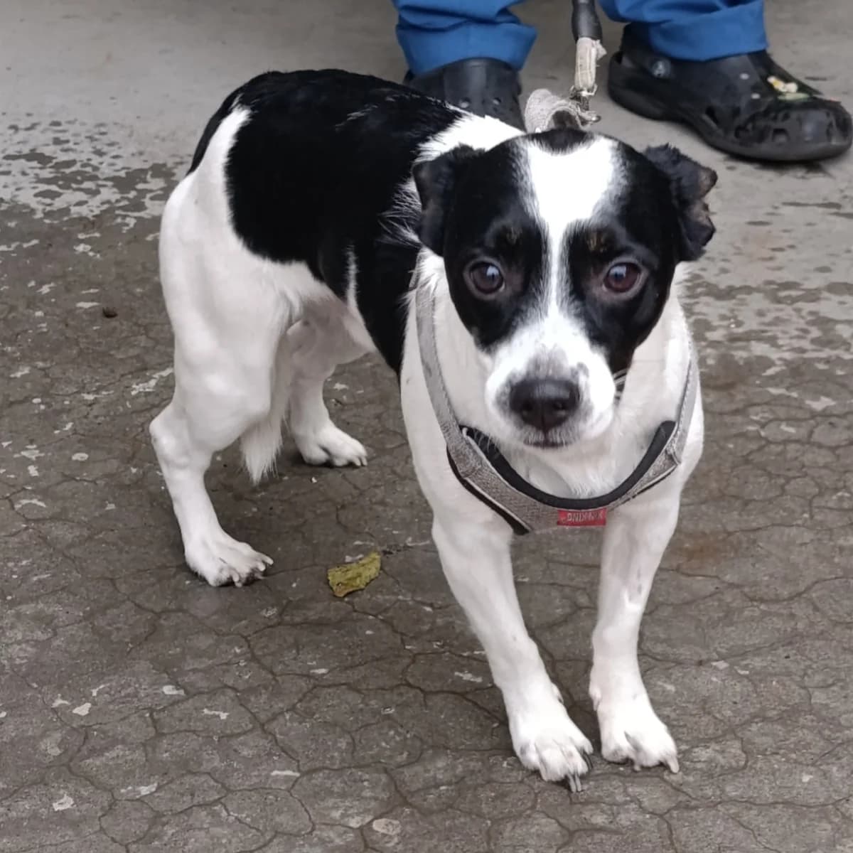 Bim-704 (Бім-704), male mixed breed for adoption at LKP Lev Lviv, Lviv