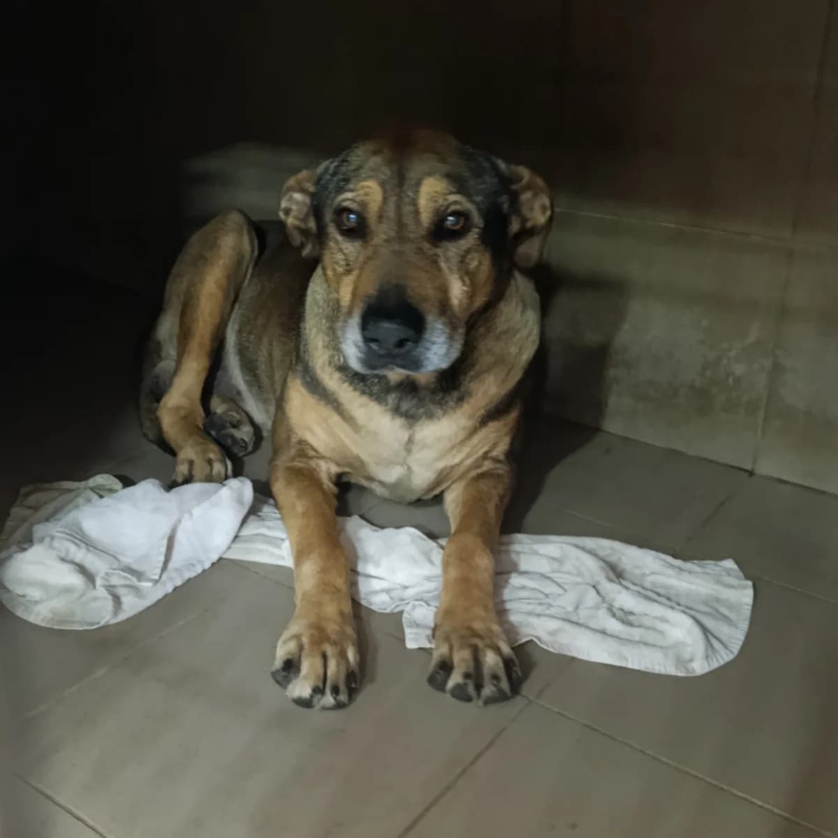 Minkho-012 (Мінхо-012), male 7yo mixed breed for adoption at LKP Lev Lviv, Lviv