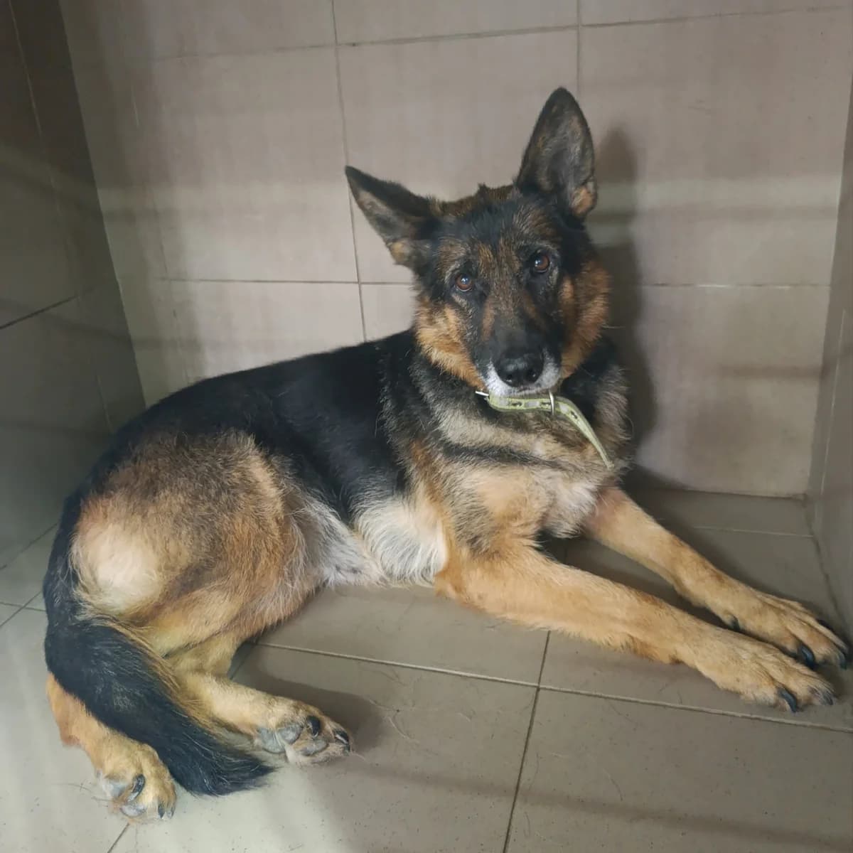 Gerda-002 (Герда-002), female 6yo mixed breed for adoption at LKP Lev Lviv, Lviv